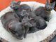 Asombrosa pedigrí gatitos azul ruso