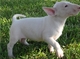 Cachorro bull terrier disponibles