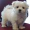 Cachorro de bichon maltes 3 meses