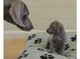 Cachorros azul y plata de weimaraner