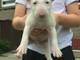 Cachorros bullterrier