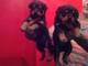 Cachorros de pura raza Rottweiler1 - Foto 1
