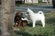 Cachorros husky siberianos
