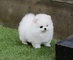 Cachorros pomeranian adorable para la venta - Foto 1