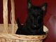 Hermoso cachorro ScottishTerrier - Foto 1