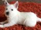 Impresionantes Cachorros de pedigrí Westie - Foto 1