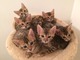 Impresionantes gatitos de pedigrí de bengala