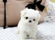 Lindo camada bichon maltes toy cachorros para navidad - Foto 1