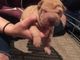 Magnífica Kc Shar Pei - Foto 1