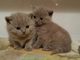 Pedigrí adorables gatitos british shorthair