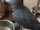 Precioso Manso Mano Criado gris africano - Foto 1