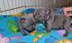 Regalo Azul Sólidos cachorros Bulldog francés - Foto 1