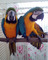 Regalo azul y oro guacamayo loro disponibles