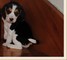 Regalo cachorros Beagle - Foto 1