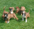 Regalo cachorros boxer adorables