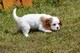 Regalo cachorros cavalier king charles