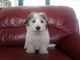 Regalo Cachorros Coton De Tulear disponibles para el nuevo hogar - Foto 1