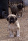 Regalo cachorros de pastor de anatolia