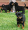 Regalo cachorros de rottweiler macho y hembra disponibles