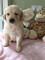 Regalo cachorros Goldendoodle calidad excepcional - Foto 1