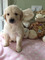 Regalo cachorros goldendoodle calidad excepcional