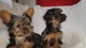 Regalo cachorros hembras yorkshire terrier