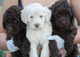 Regalo cachorros labradoodle buscando un nuevo hogar