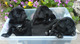 Regalo cachorros pug negro necesitan hogar