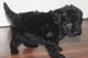 Regalo Cachorros Schnoodle miniatura para un nuevo hogar - Foto 1