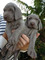 Regalo cachorros weimaraner