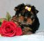 Regalo cachorros yorkshire terrier para adopción