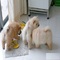 Regalo chow chow cachorros nacionales