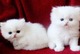 Regalo Dos gatitos persas blancos para un nuevo hogar - Foto 1