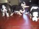 Regalo Dulce cachorros husky siberiano con pedigrí Loe - Foto 1