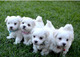 Regalo Saludables 12 semanas de edad cachorros malteses - Foto 1