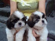 Regalo shih tzu taza de té muy pequeña ya está disponible