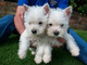 Regalo West Highland Terrier hermoso cachorros - Foto 1