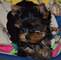 Regalo yorkshire terrier toy - Foto 1