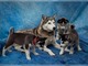 Sobresalientes cachorros siberian husky disponibles
