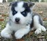 Adorable husky siberiano en busca de buena casa !! - Foto 1