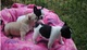 Bonitos cachorros de bulldog frances para la adopcion