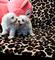 Cachorritos de bichon maltes... - Foto 1