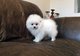 Cachorros de pomerania disponibles