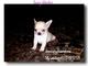 Chihuahuas miniatura luxury chihuahua - Foto 1