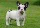 Excelentes cachorros de Bulldog Frances - Foto 1