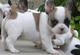 Excepcional cachorros bulldog francés gratis