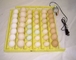 Fértil Incubados loro huevos - Foto 2