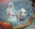 Hermosos gatitos pedigree ragdoll