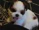 Los cachorros de darling shih tzu disponible ahora!!