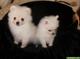 Los cachorros teacup pomeranian micro